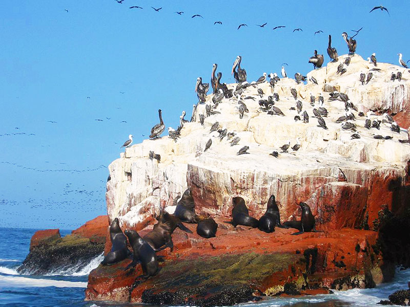 Ballestas Islands in Ica Peru