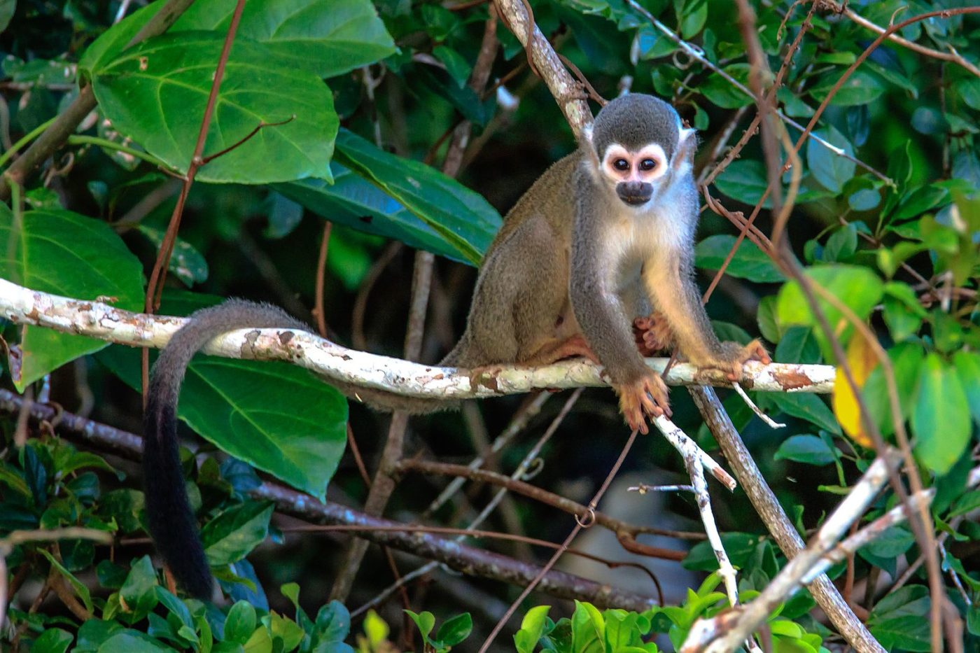 Monkey in Puerto Maldonado Peru
