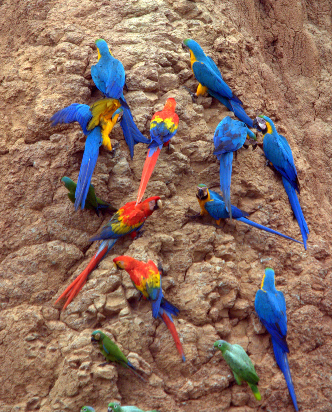 Macaws and Parrots in Puerto Maldonado Peru