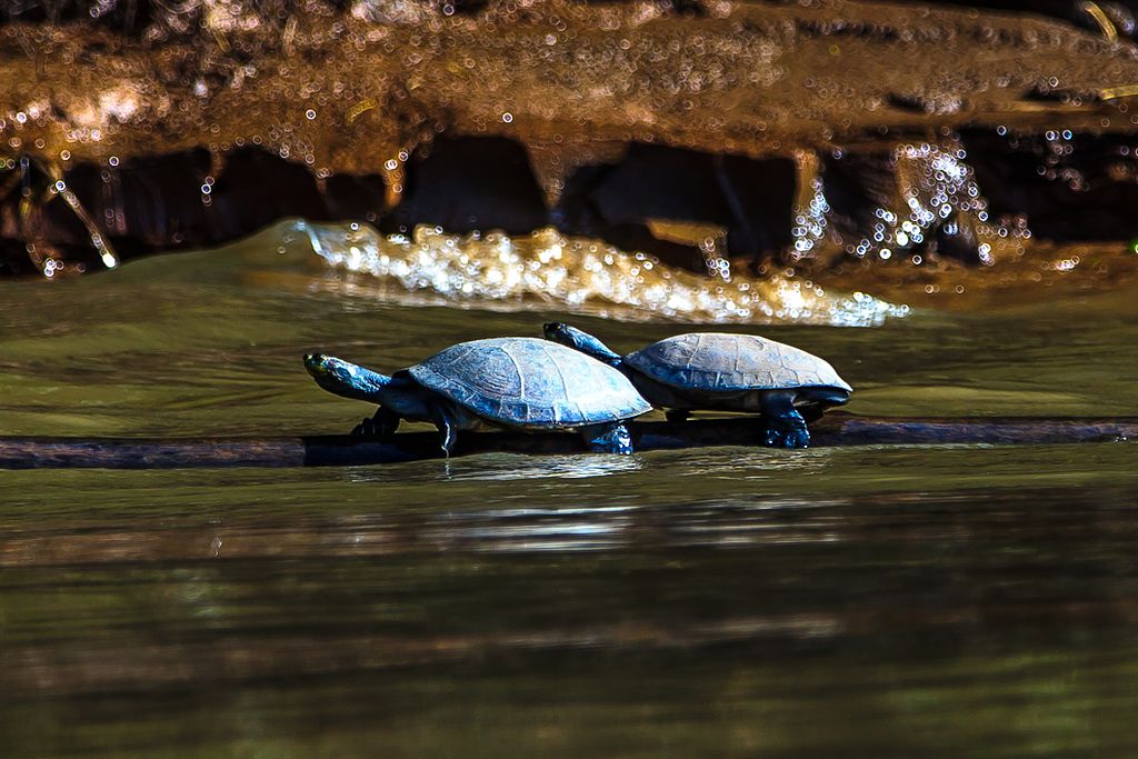 Turtles in Puerto Maldonado Peru 