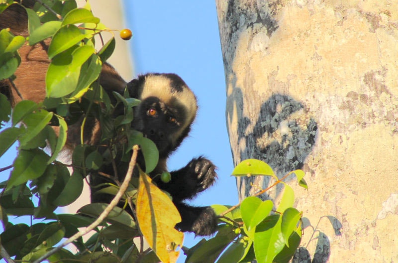 Zip Line + Monkey Island + Kayak