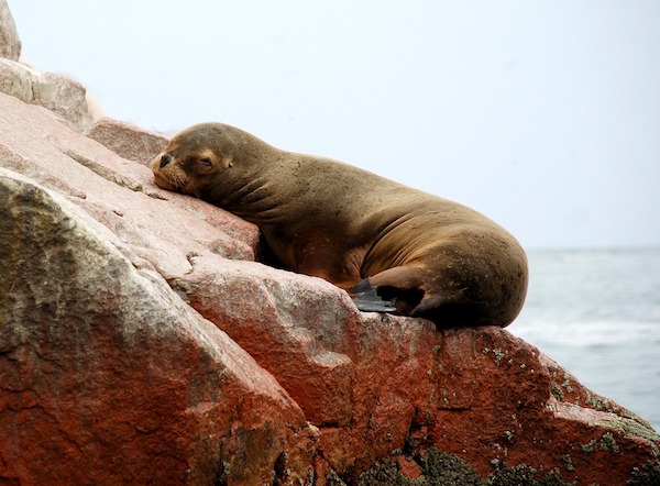 Paracas Peru Animals