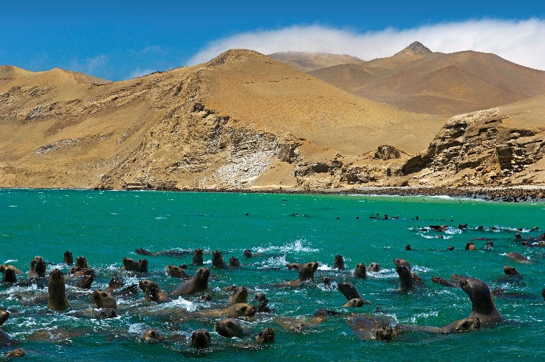 Ballestas Islands Tour Sea Lions