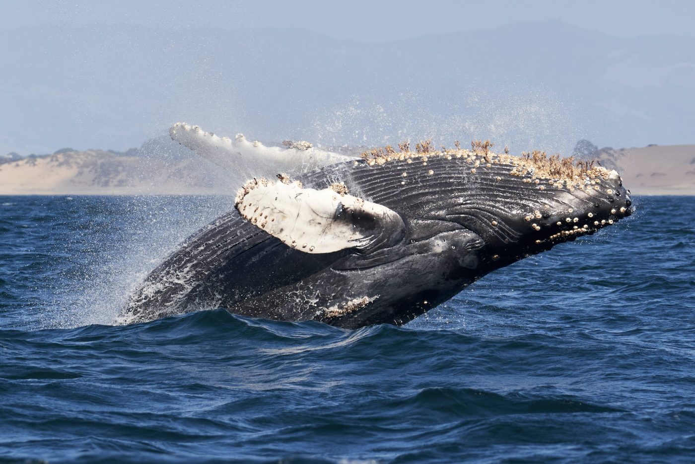 Ballestas Islands Tour Whale