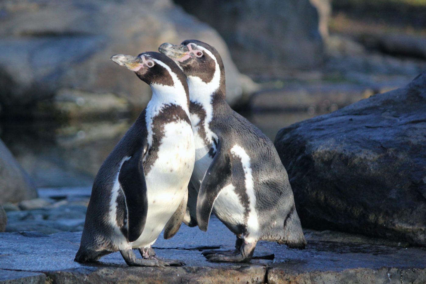 Humboldt Penguins Paracas Peru