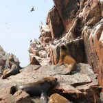 Everything You Need To Know About The Paracas National Reserve - Travel ...