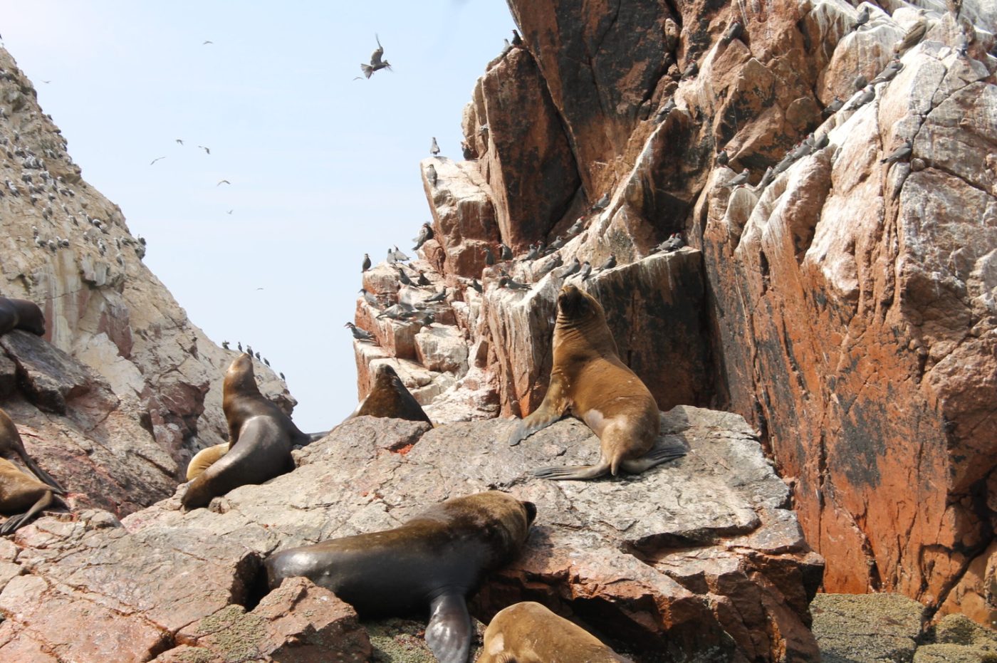 The Paracas Culture Sea Lions