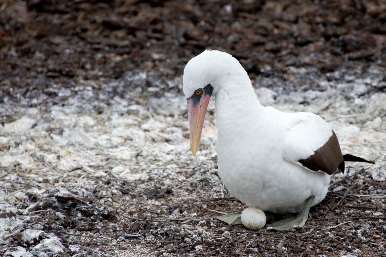 Nazca Booby Bird Baby Egg