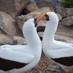 The Nazca Booby