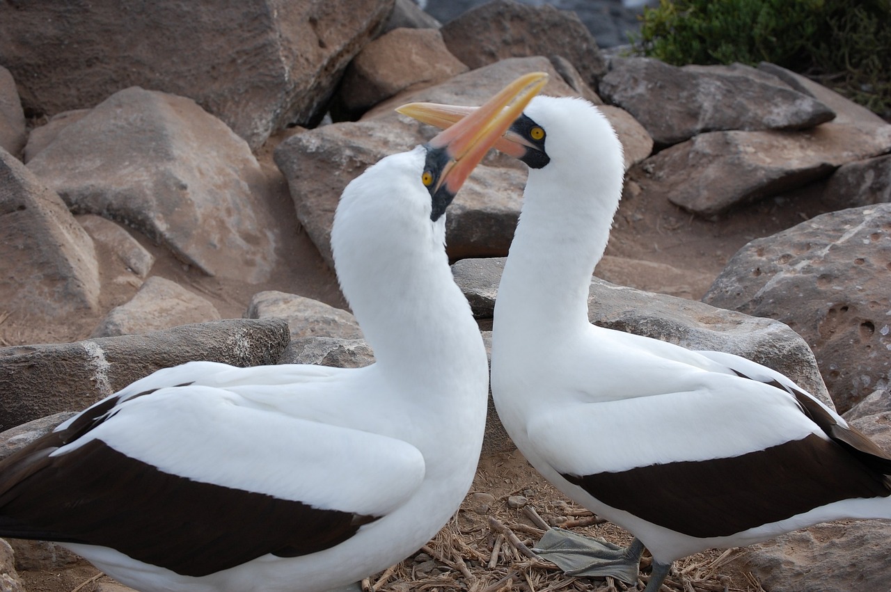 Everything You Need To Know About The Nazca Booby Bird