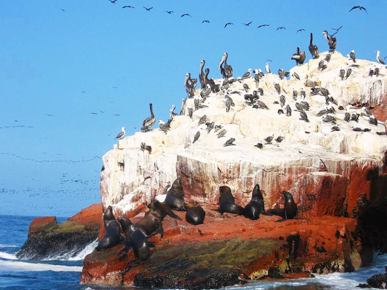 Why You Must Visit The Ballestas Islands In Peru - Travel Buddies Perú