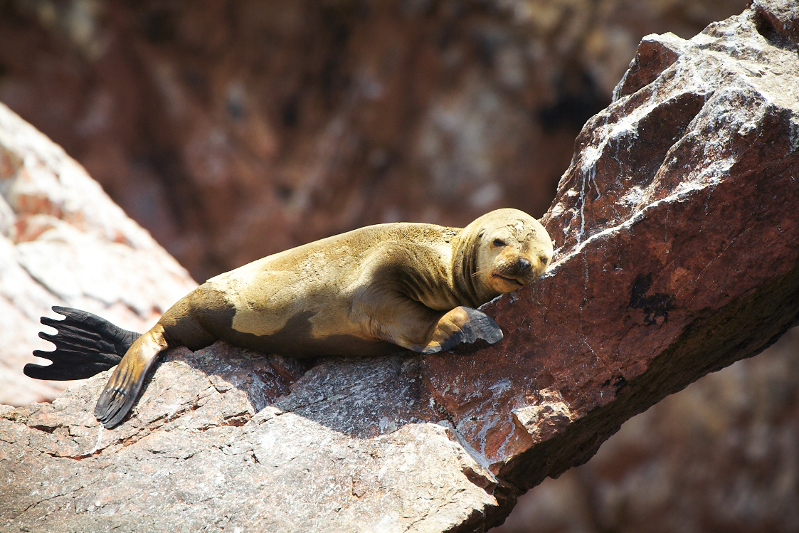Ica Peru Sea Lions