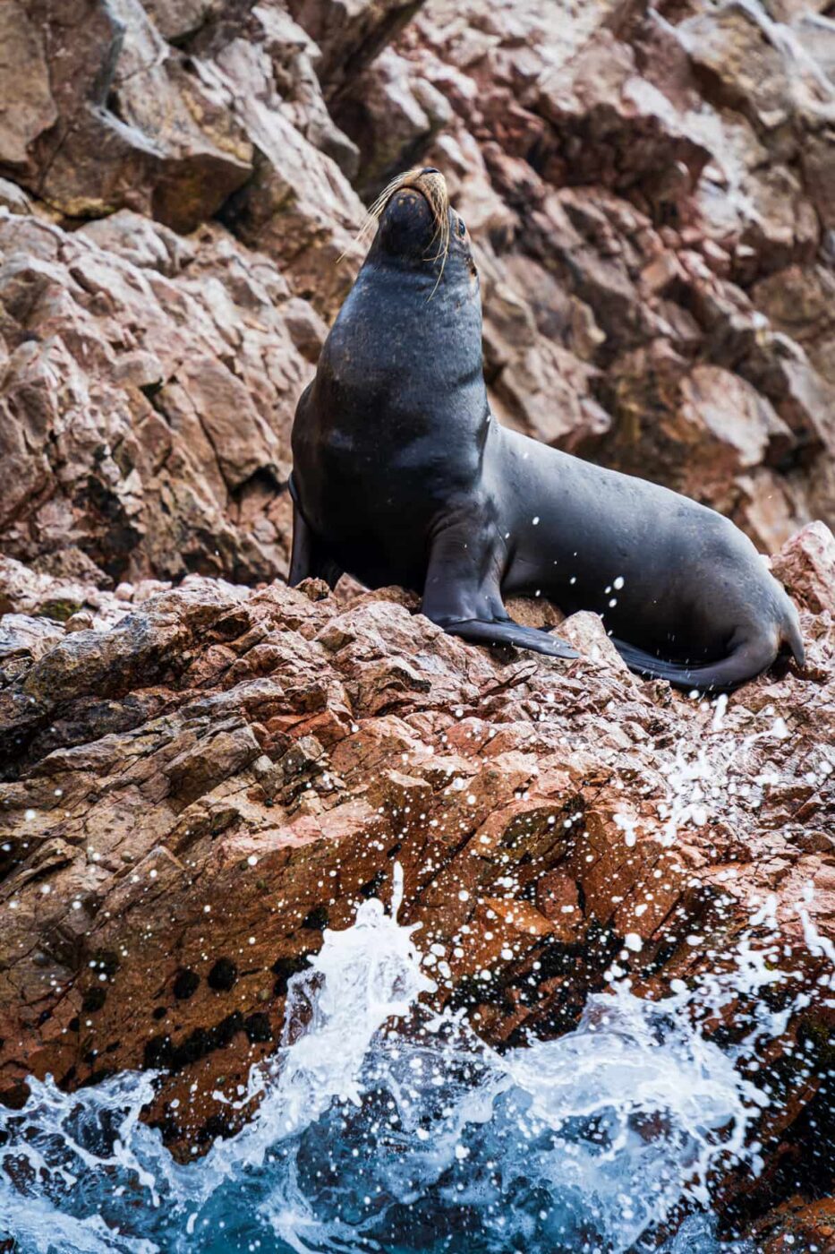 Sea lions resting on the rocks of the Ballestas Islands in Paracas