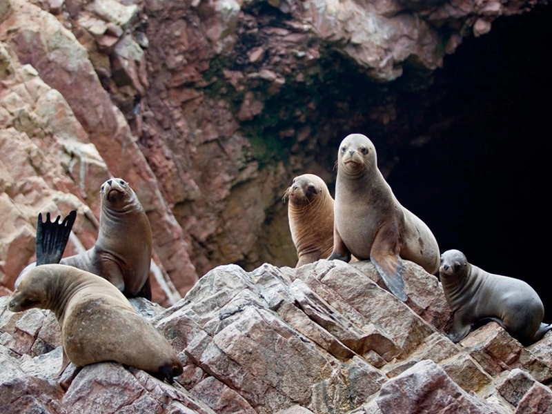 Lobos marinos en las Islas Ballestas, Paracas