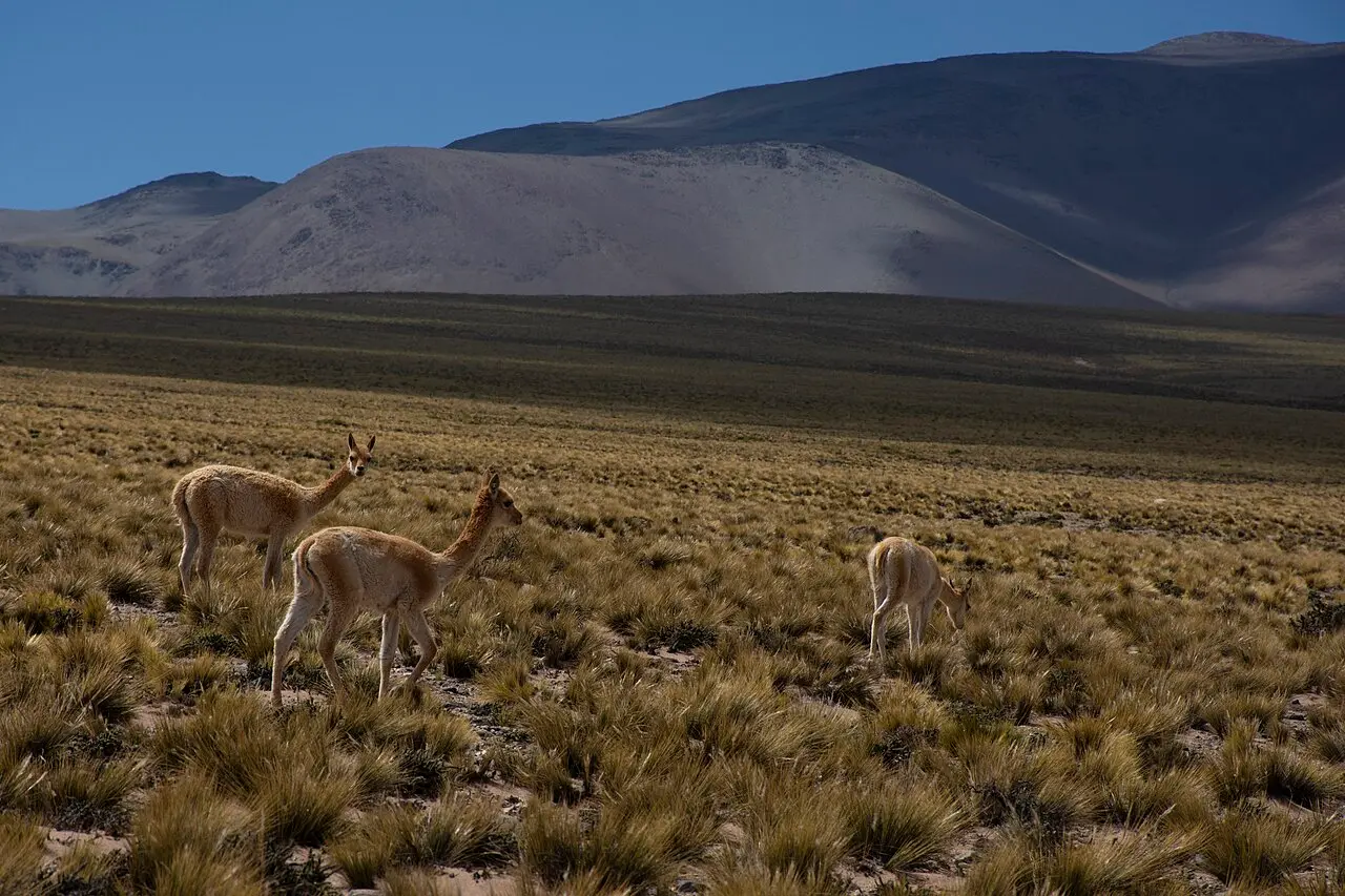Wild vicuñas grazing on a high plateau in the Peruvian Andes