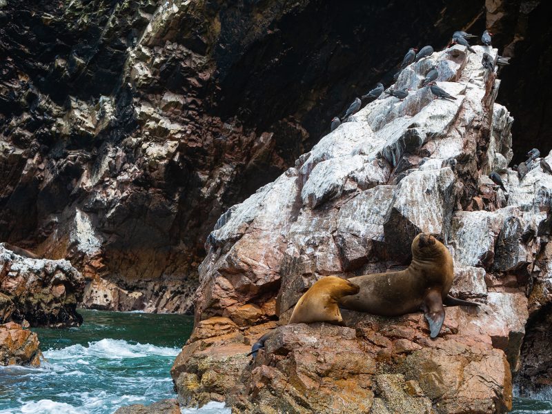 LUX_PIOLC_ballestas043